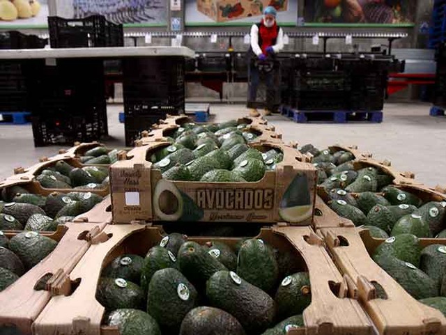 El Oro Verde de México: aguacate ‘deja más’ que las gasolinas