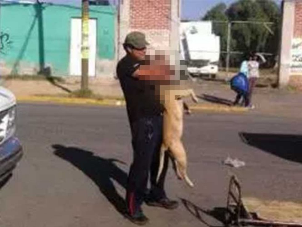 Hombre ahorca a perro en Ecatepec; ‘podía morder a alguien’