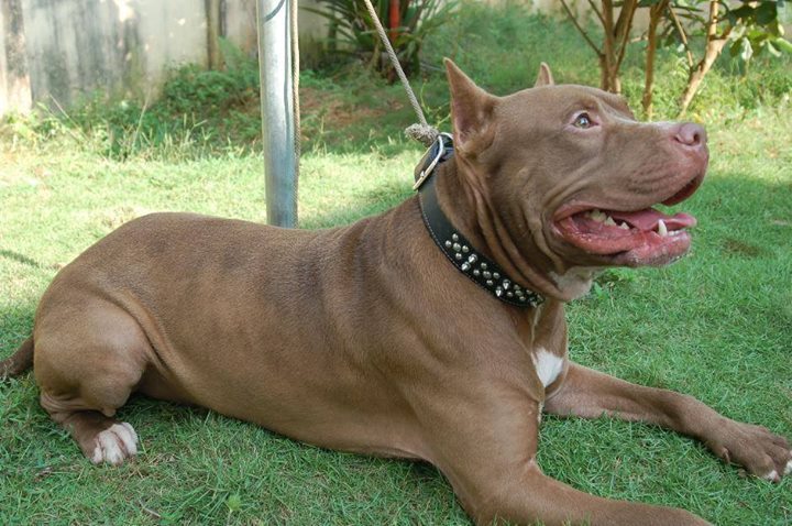 Pitbull atacó a menor de 2 años en Gómez Palacio