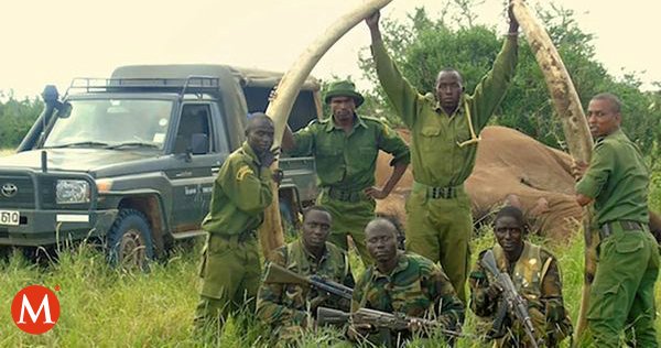 Asesinan a uno de los elefantes más emblemáticos del mundo