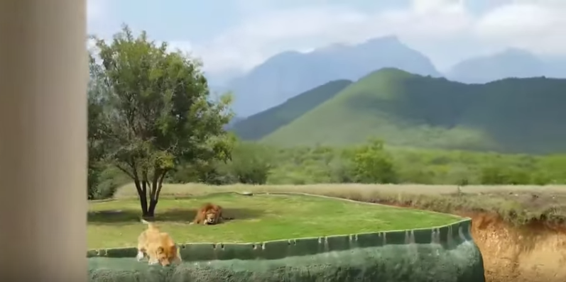 VIDEO: Leona intenta atacar a visitantes en Bioparque Estrella, Nuevo León