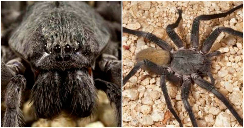 Descubren una nueva especie de araña gigante en México