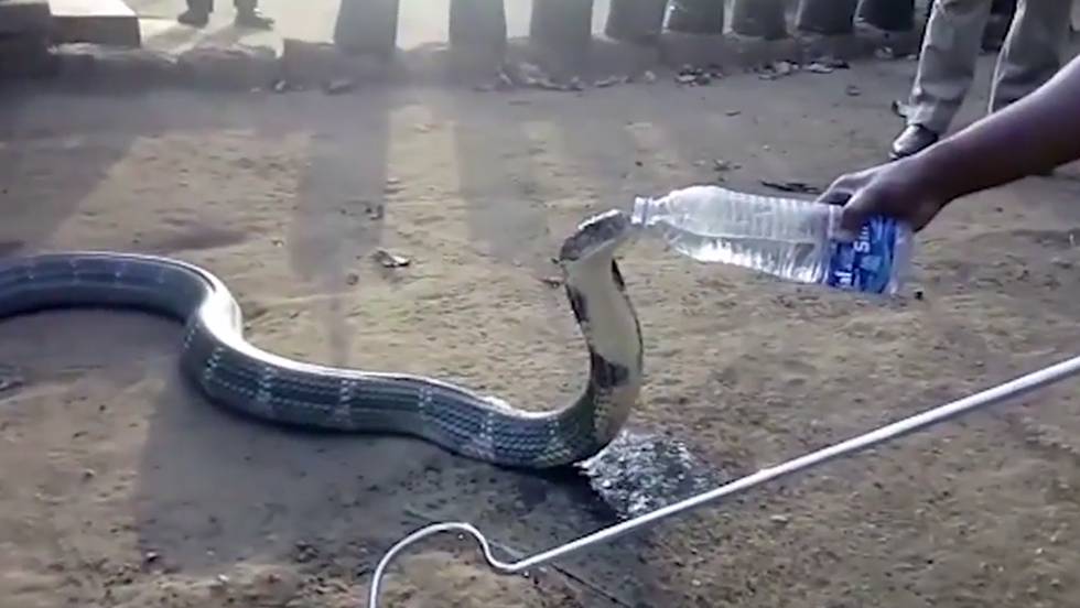 La sequía en India lleva a una cobra salvaje a beber agua de una botella