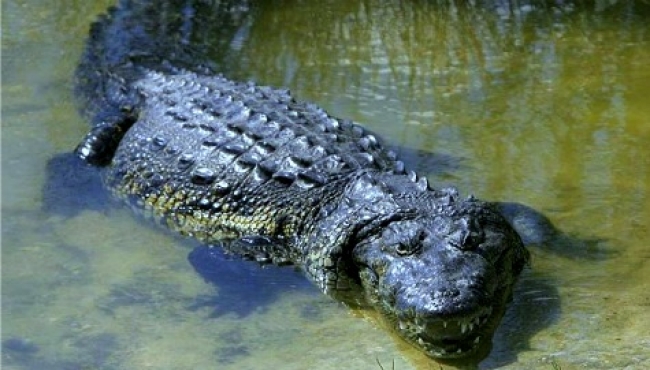 Capturan y reintegran a cocodrilo de pantano en su hábitat, en Tamaulipas