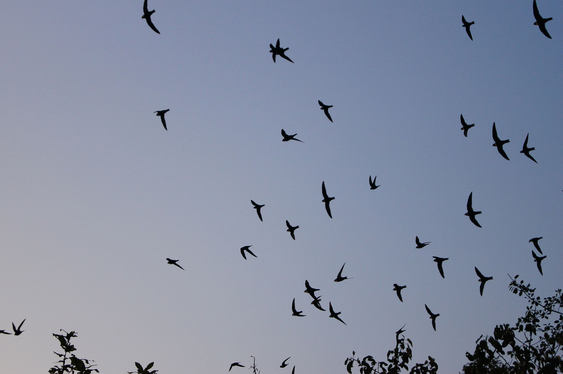 Más de 350 especies de aves de EUA y Canadá hacen de México su segundo hogar