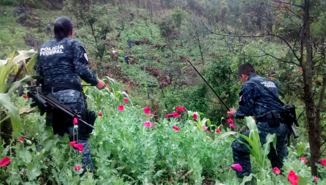 Autoridades federales destruyen más de 45 mil plantas de amapola en Oaxaca