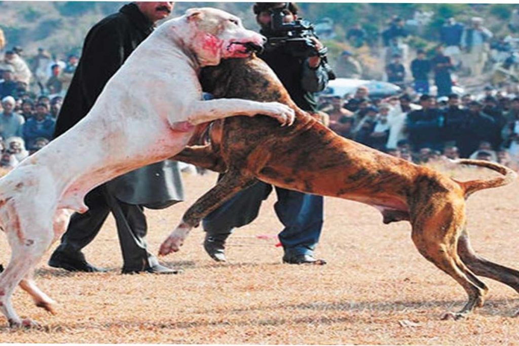 Castigarán hasta con cinco años de cárcel a involucrados en peleas de perros