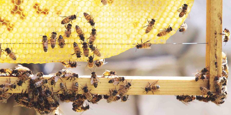 Roban un millón de abejas en Austria