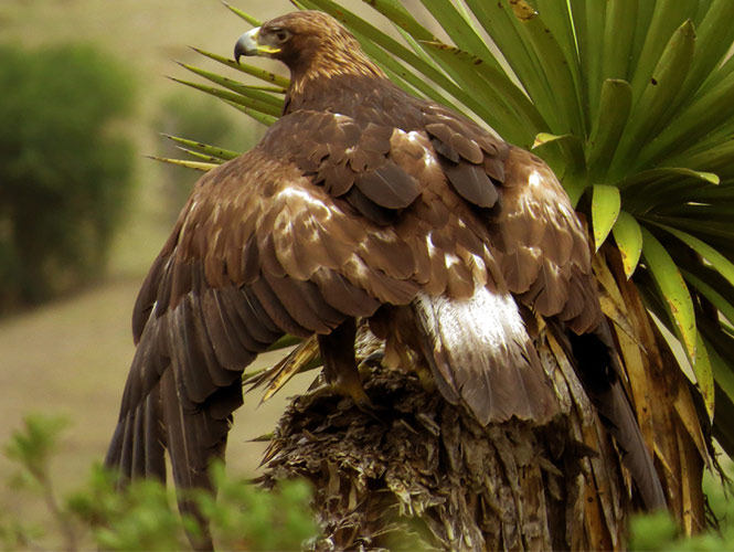 Rehabilita y regresa Profepa a águila real a su hábitat, en SLP