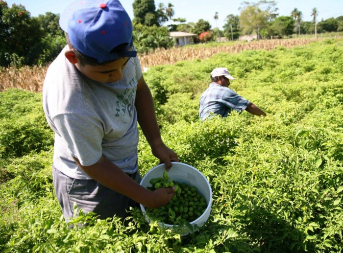Campesinos de Tamaulipas laborarán en campos de Canadá