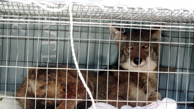 Rescata Profepa a coyote en Sierra Norte de Puebla