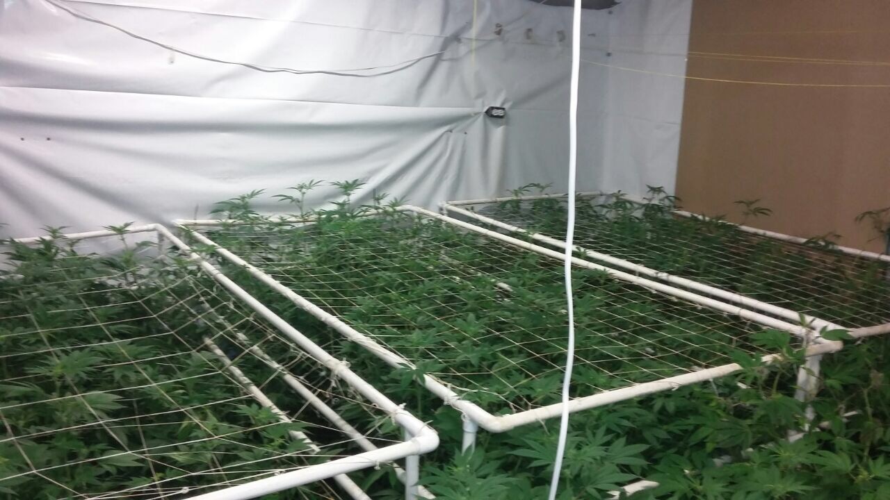 Desmantelan invernadero de mariguana en Nuevo León