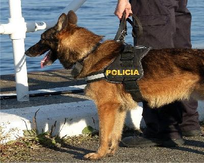 Entran en operación tres perros policía en Piedras Negras