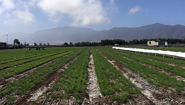 Robot agricultor mexicano participará en concurso en Inglaterra