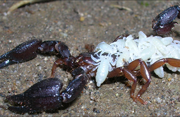 Descubren propiedades bactericidas en veneno de alacrán