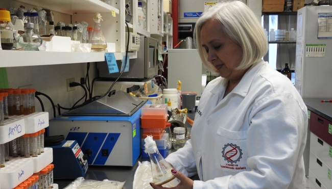 Científicos del IPN extraen almidón de la jícama para hacer pan