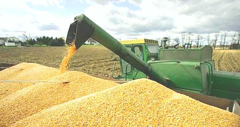 Empresas mexicanas negocian compra “importante” de granos en Brasil