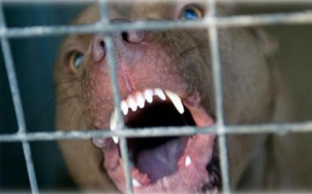 Pitbull asesino de Iker ataca a 3 personas más en EU