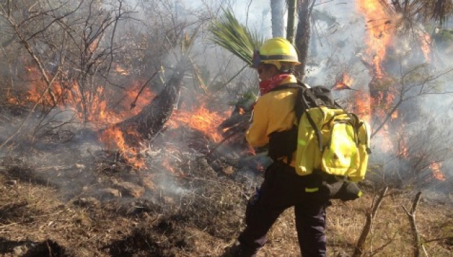 Sofocan incendios forestales en municipios de Coahuila