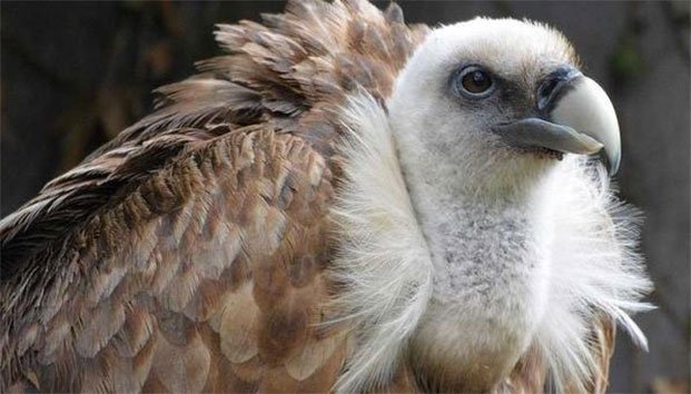 Cazadores furtivos envenenan a 94 buitres