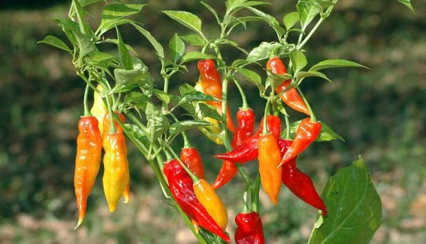 Algunas variedades de chile ayudan a prevenir enfermedades