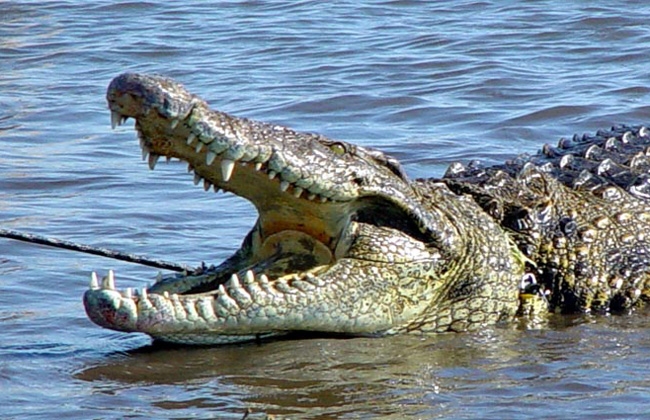 Quiso imitar a Jesús y fue devorado por cocodrilos