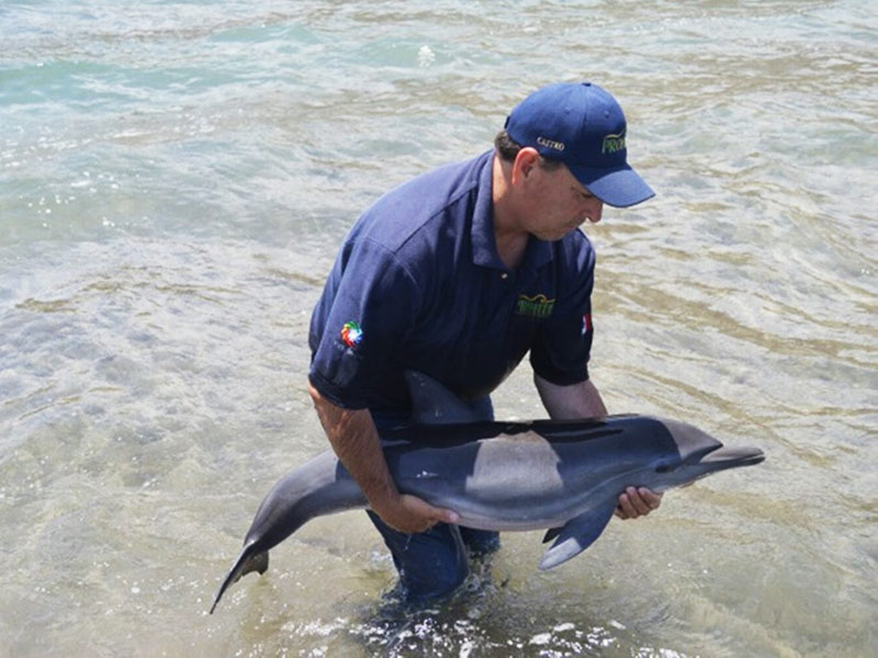 Regresan a aguas de BCS a delfín en peligro de extinción