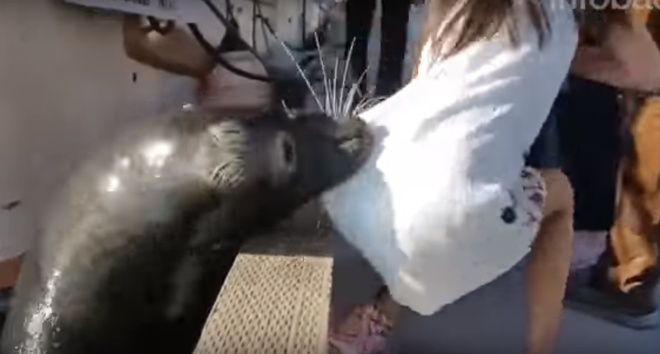 Niña atacada por lobo marino podría padecer infección