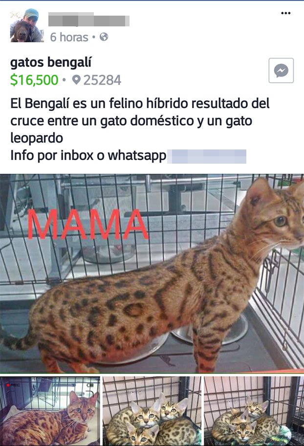 Ofertan en Facebook animales exóticos