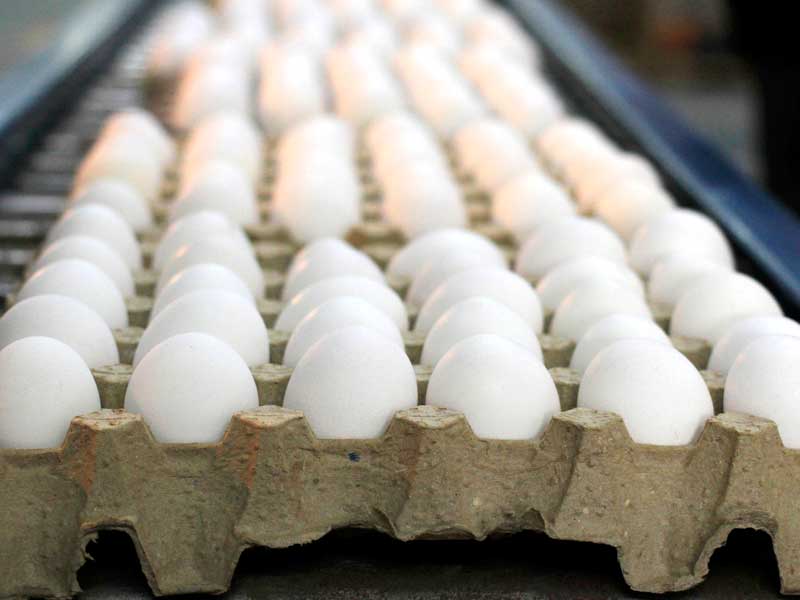 Advierten sobre huevos clonados