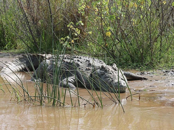 Matan a lagarto inocente; querían vengarse por ataque a pescador