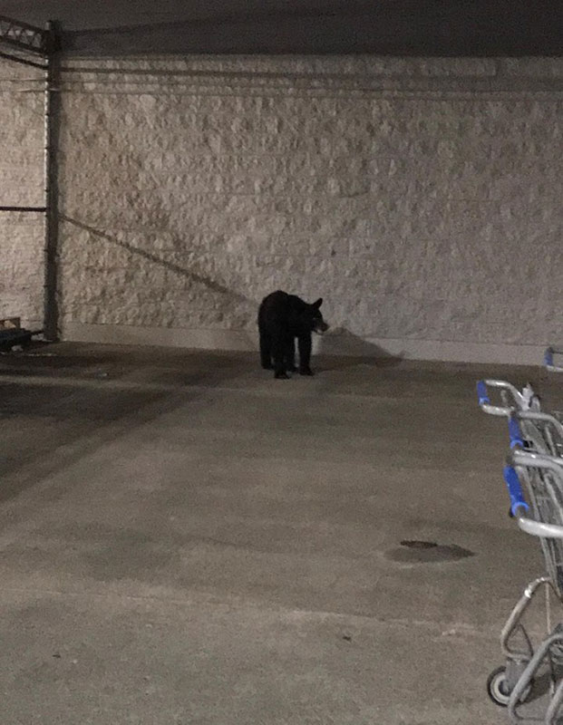 Oso sorprende a clientes en estacionamiento de Walmart