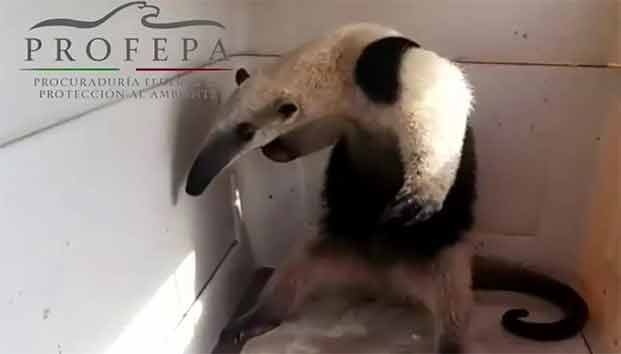 Hallan a oso hormiguero dentro de una casa en Tamaulipas