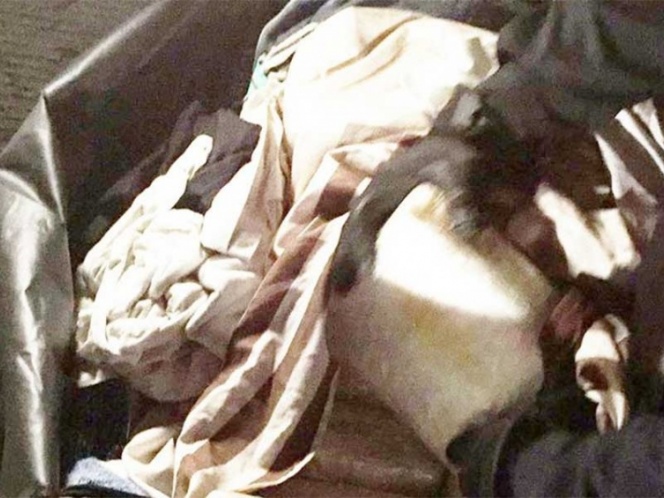 PF decomisó 24 kilogramos de drogas en autobús en Sinaloa