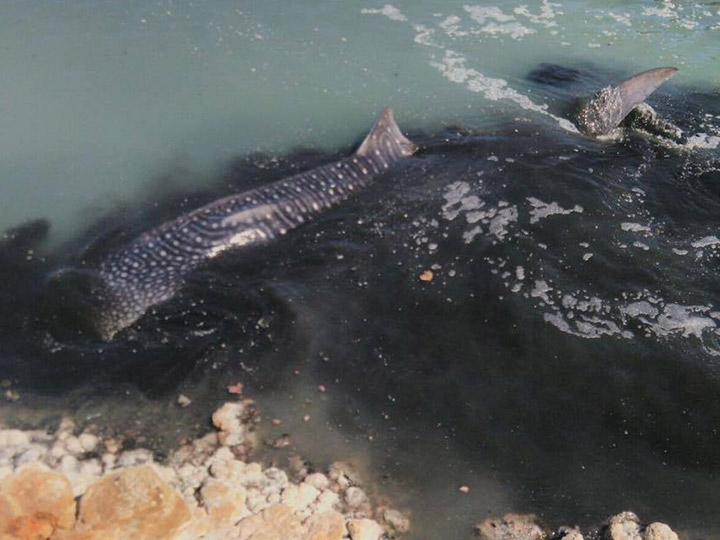 Video: Salvan inspectores de Profepa a tiburón ballena