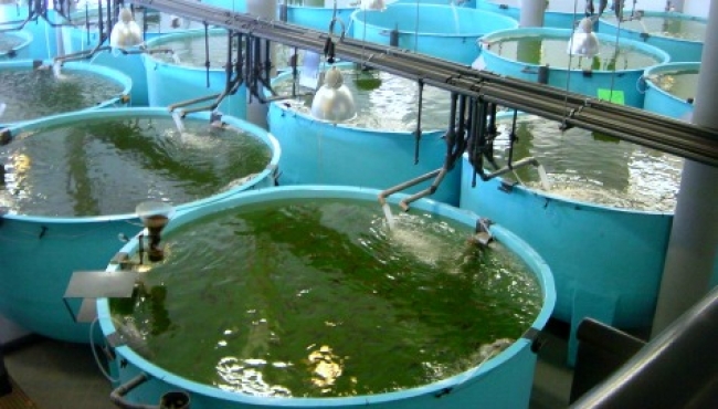 Acuicultura, técnica que podría garantizar alimentos de mar en los próximos años
