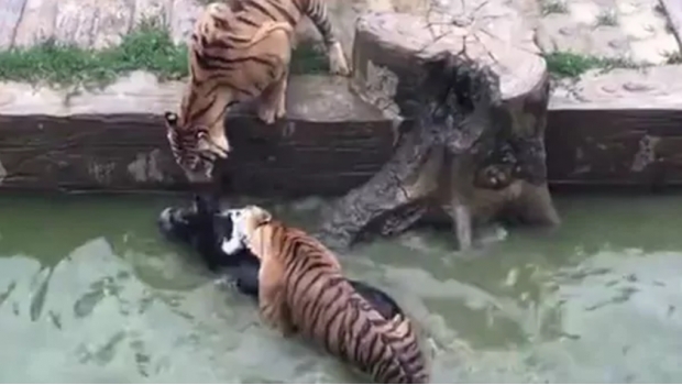 VIDEO: Empleados de zoológico alimentan a 2 tigres con burro vivo