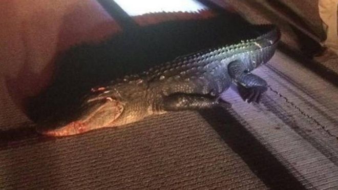 Piloto pasa susto al matar caimán gigante durante aterrizaje en Florida