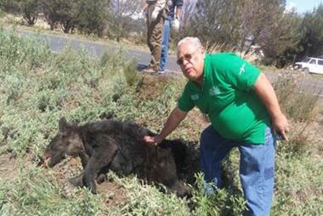 Atiende Profepa muerte de oso negro en Saltillo
