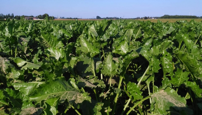 Trabajan 98 millones de niños en sector agrícola: FAO