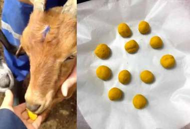 Cientificas de la UNAM crean galleta antiparasitaria para cabras, conejos y borregos