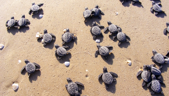 México obtiene nueva certificación en protección de tortugas marinas