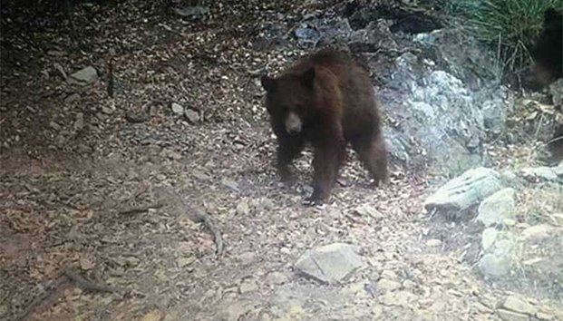 Debido a incendio, osos se refugian en rancho