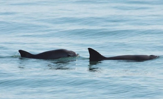 México trabaja para conservar especies marinas en riesgo