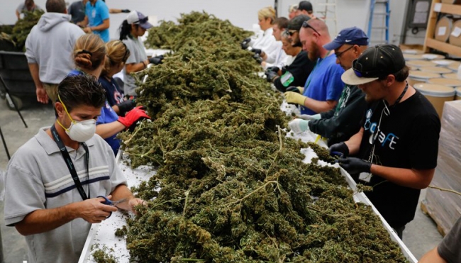 En seis meses, la Cofepris presentará reglas para uso medicinal de la mariguana