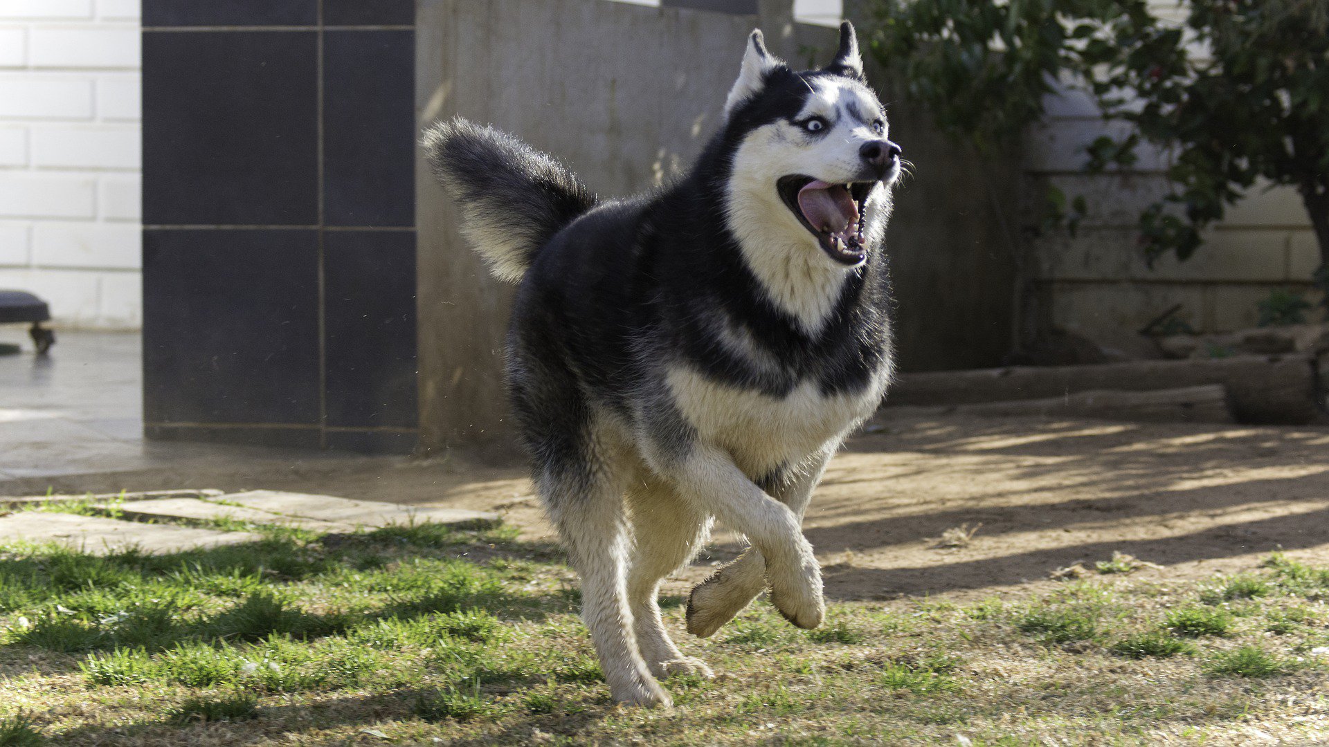 Husky siberiano rapado, causa “indignacion” en internet