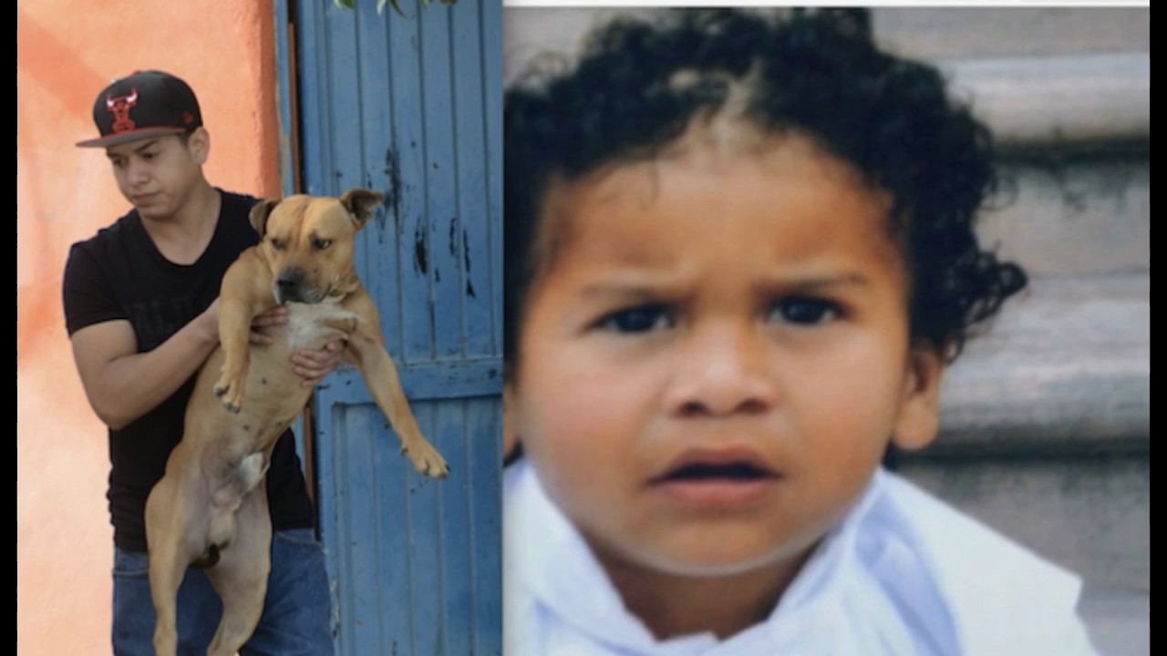Desaparece ‘Max’ perro que causó muerte de niño Iker