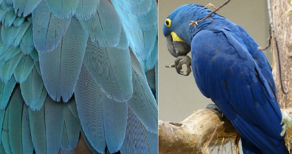 “Amazonas” de alas azules: la nueva especie de loro hallada en Yucatán, México