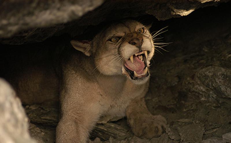 Manada de pumas aterroriza a pueblos en Hidalgo