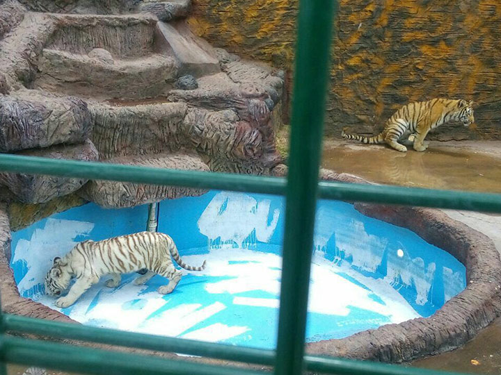 Aseguran armas y animales exóticos en Jerécuaro, Guanajuato